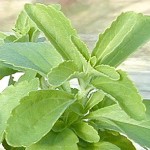 stevia
