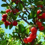 acerola