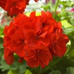 Red Geranium Close-up