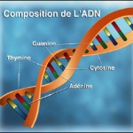 adn