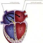 coeur et sport