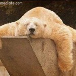 ours sommeil