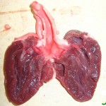 coeur