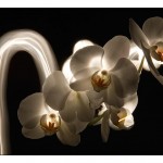 orchidee