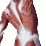 fascia souplesse exercices