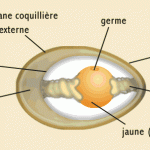 oeuf