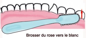 brossage des dents, du rose vers le blanc