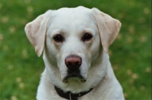 un chien contre l'obésité