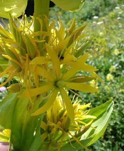 la gentiane jaune stimule la digestion