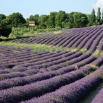 La lavande contre la douleur et l'anxiété