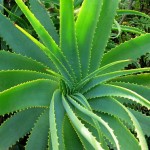 aloe vera, un remède à tout