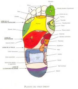 reflexologie plantaire