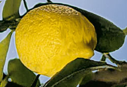 huile essentielle citron