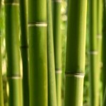 bambou et beauté