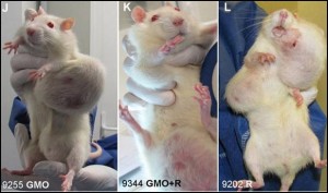 cancer rat OGM
