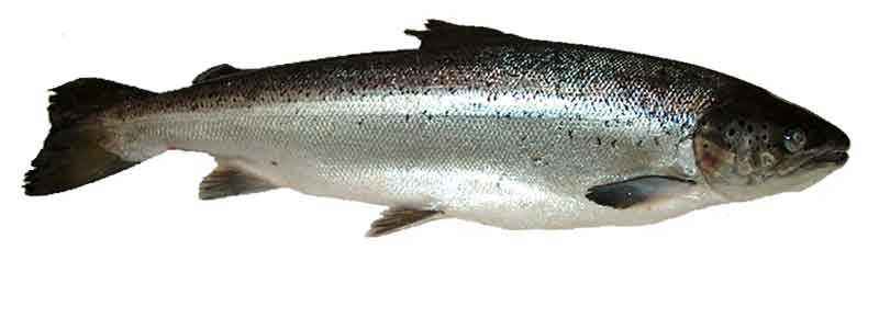 saumon-norvegien-elevage